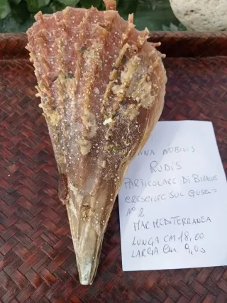 Pinna Nobilis Rudis - particol bivalva sul guscio