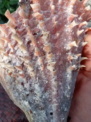 Pinna Nobilis Rudis - particol bivalva sul guscio