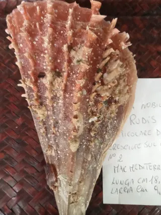 Pinna Nobilis Rudis - particol bivalva sul guscio
