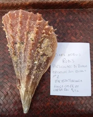 Pinna Nobilis Rudis - particol bivalva sul guscio