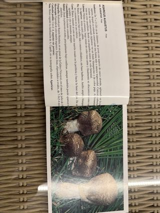 Otras 50 Setas Comestibles