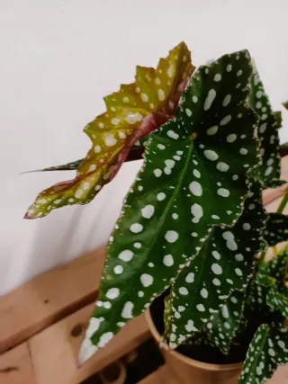 Begonia Maculata
