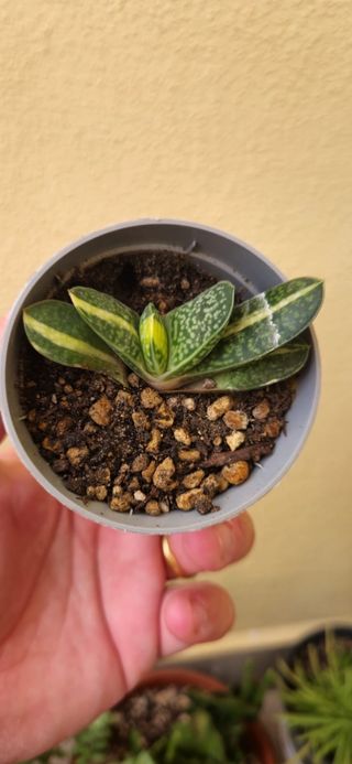 Gasteria minima variegata pianta grassa
