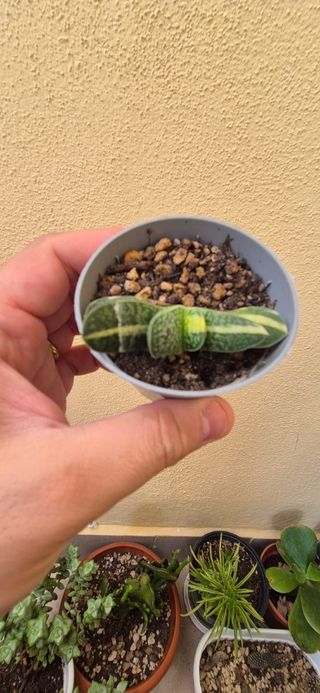 Gasteria minima variegata pianta grassa