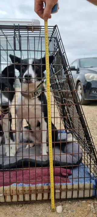 Jaula Perro Doble Robusta Coche SUB o ranchera