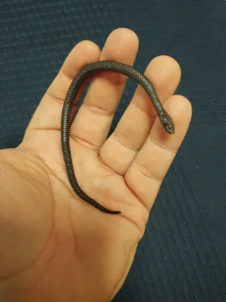 Figura serpiente de cobre metal macizo