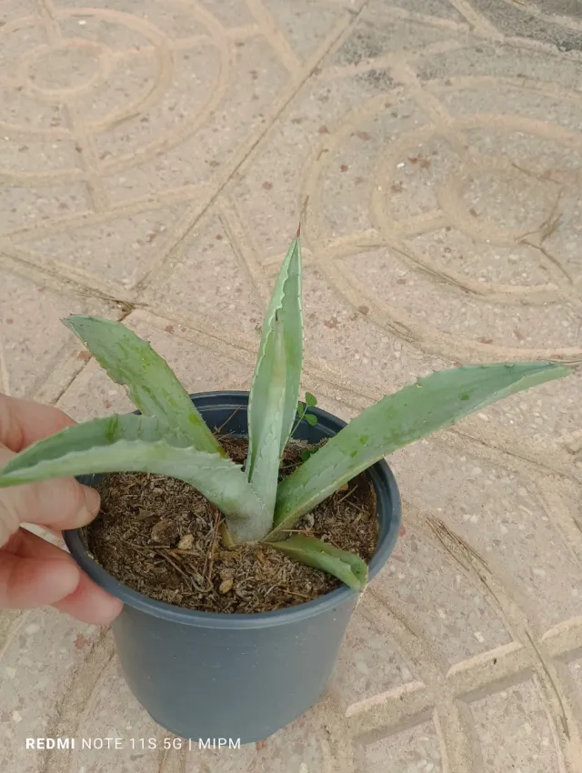 Agave pequeño en maceta