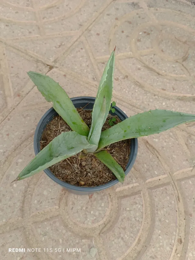Agave pequeño en maceta