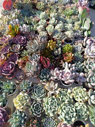 Suculentas Mini Variadas