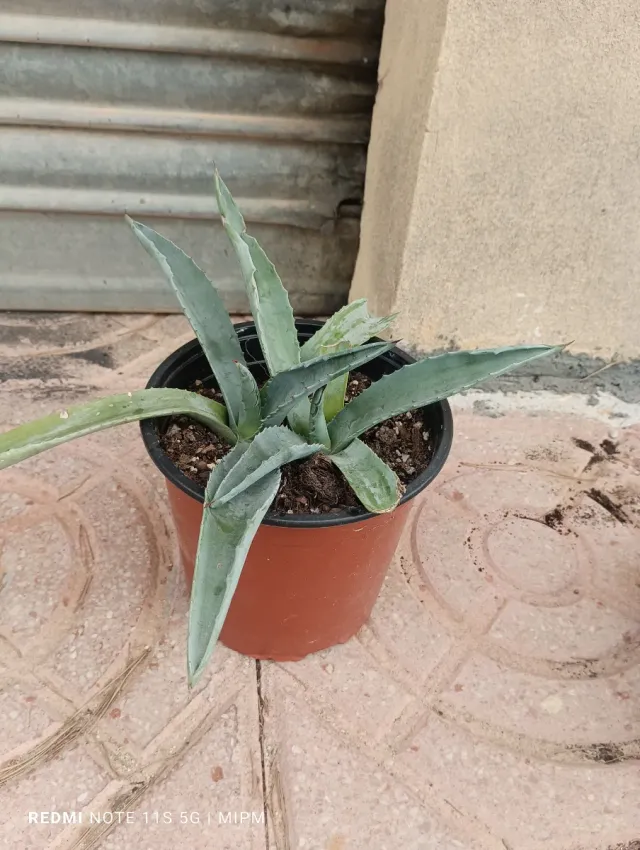 Agave en maceta