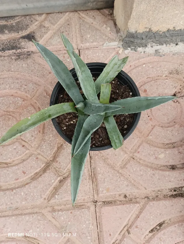 Agave en maceta