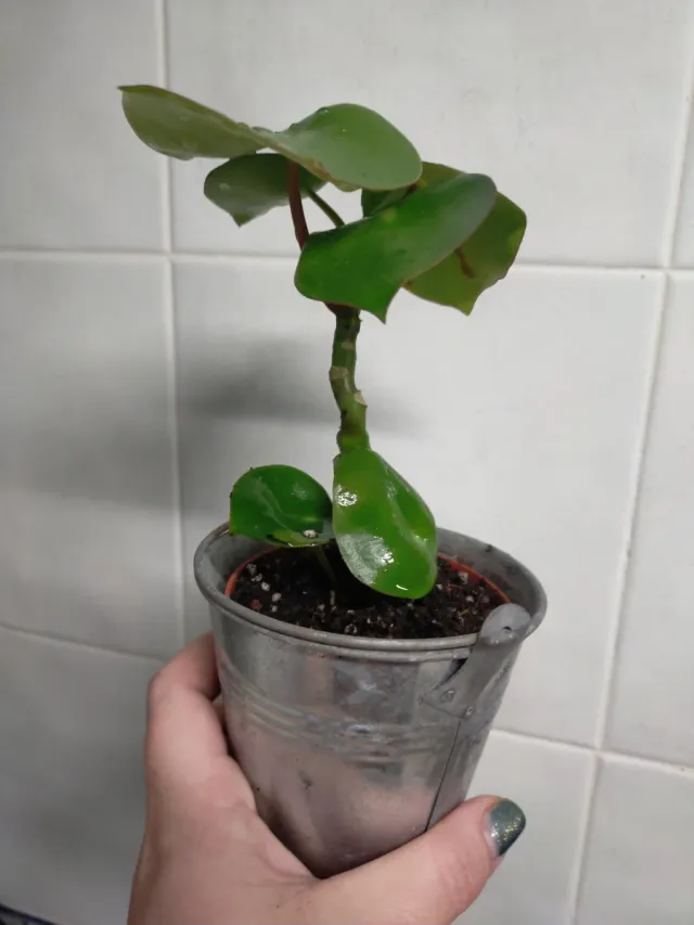 Peperomia raindrop planta