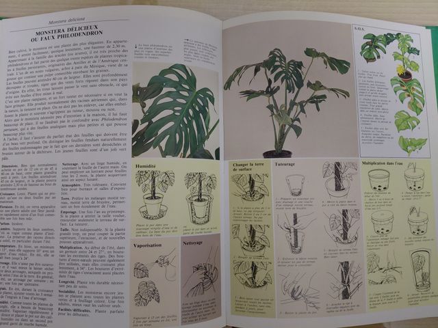 Comment soigner vos plantes d'interieur