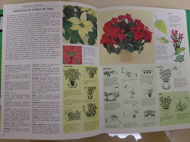 Comment soigner vos plantes d'interieur