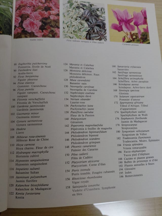 Comment soigner vos plantes d'interieur