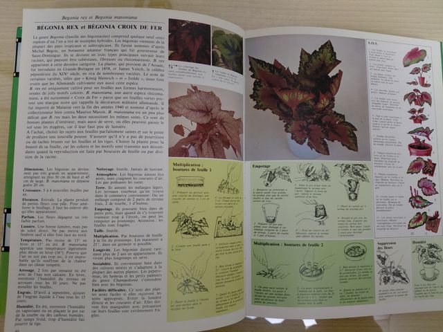 Comment soigner vos plantes d'interieur