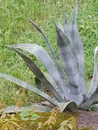 Piante di Agave in vaso e in terra