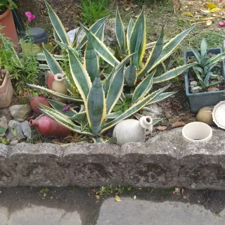 Piante di Agave in vaso e in terra