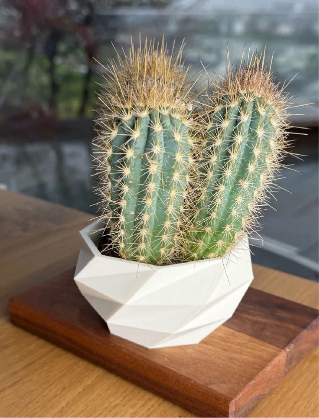 Maceta Cactus Diseño Geométrico