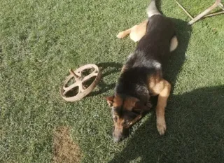 Antigua rueda carretilla agricola hierro fundido