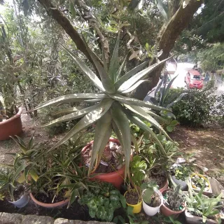 Pianta di Aloe Ferox