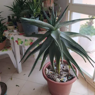 Pianta di Aloe Ferox