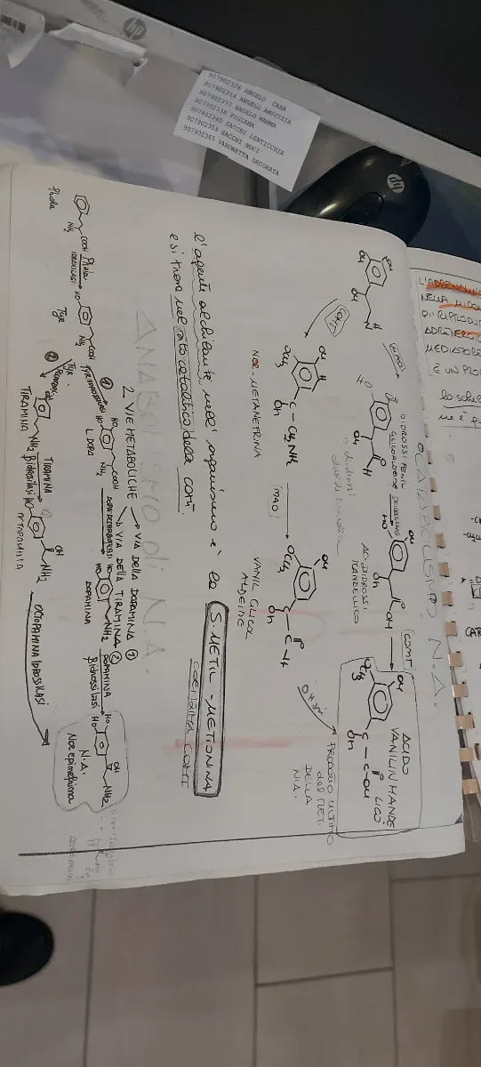 Appunti categoria adrenergici