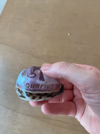 Conchiglia decorata con il segno dell’Acquario