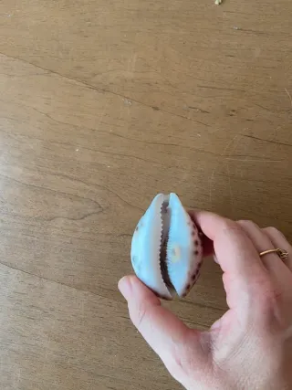 Conchiglia decorata con il segno dell’Acquario