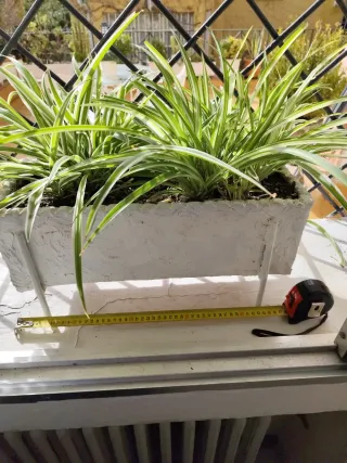 Jardinera blanca con plantas Mala Madre