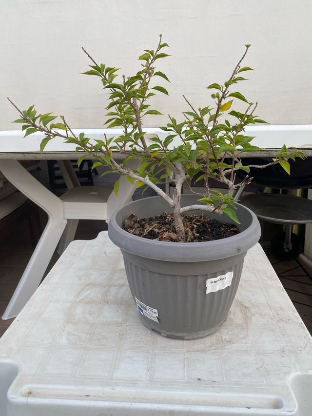 Bougainvillea mini thai