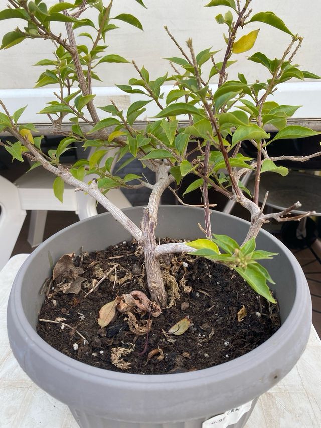 Bougainvillea mini thai