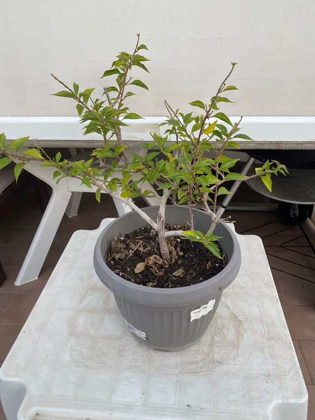 Bougainvillea mini thai