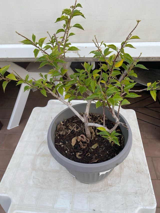 Bougainvillea mini thai