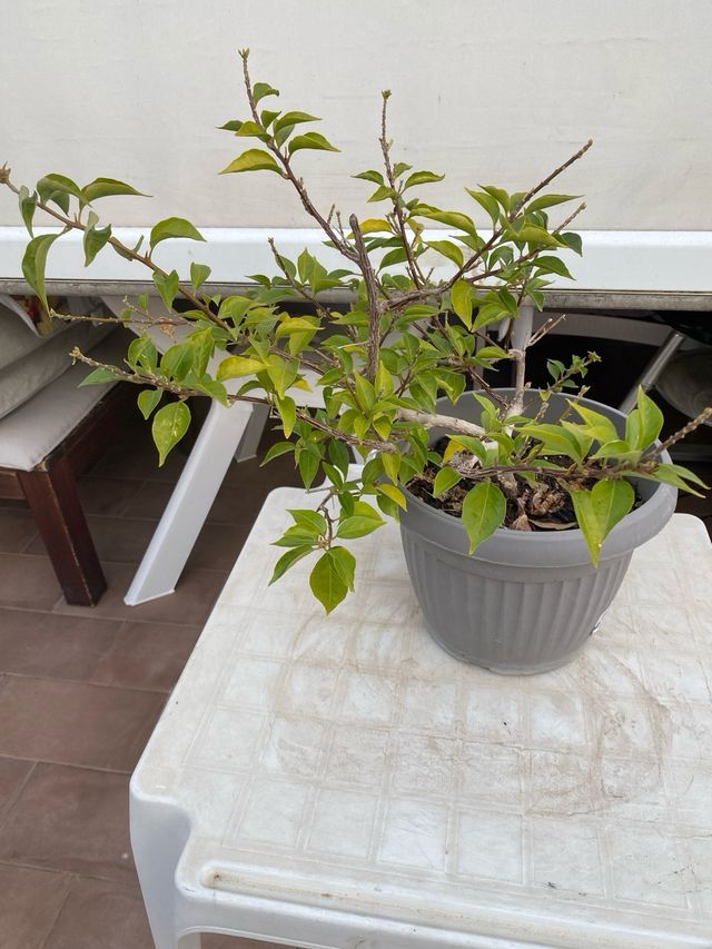 Bougainvillea mini thai