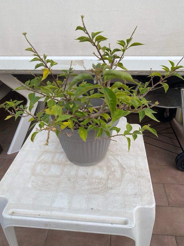 Bougainvillea mini thai