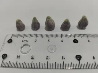 Brevas en miniatura para belenes hechas a mano