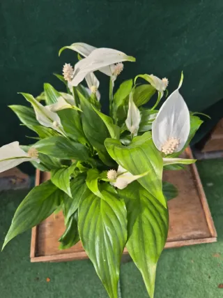 Spathiphyllum con vaso ceramica