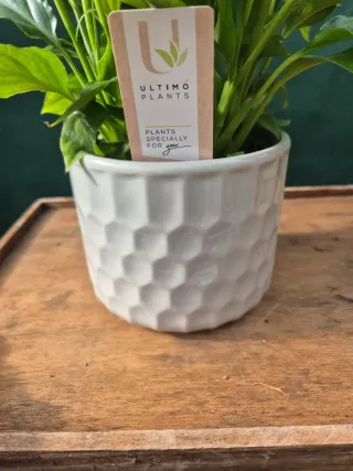 Spathiphyllum con vaso ceramica