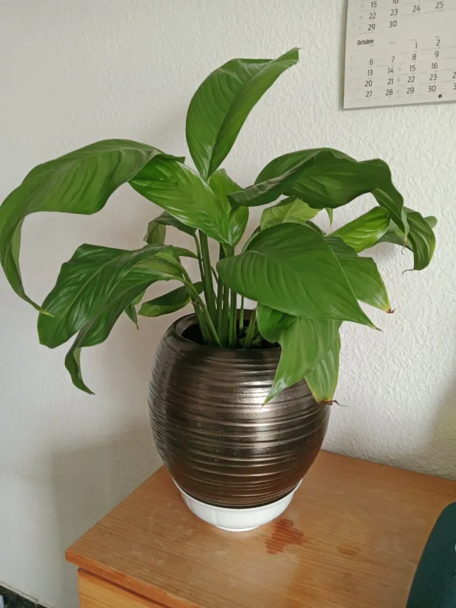 Maceta marrón con planta