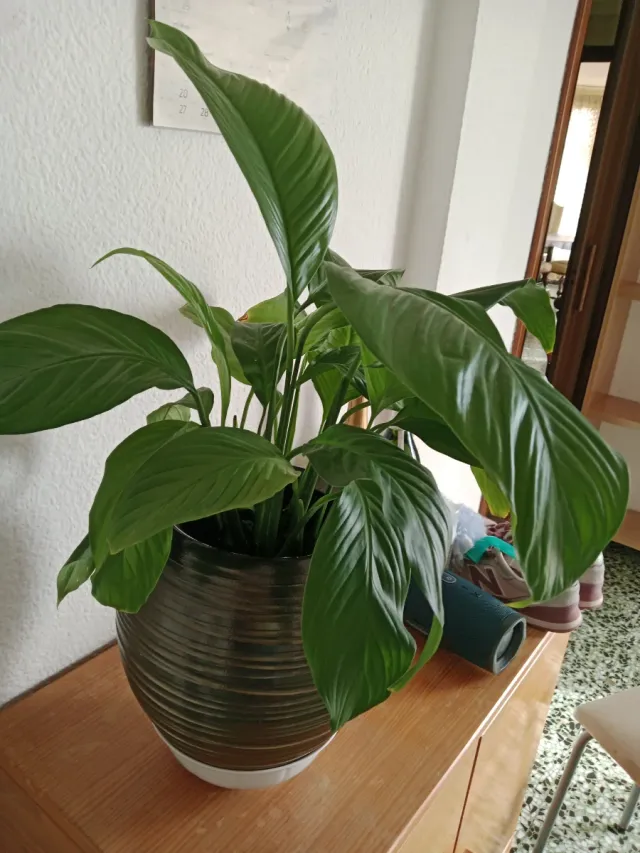 Maceta marrón con planta