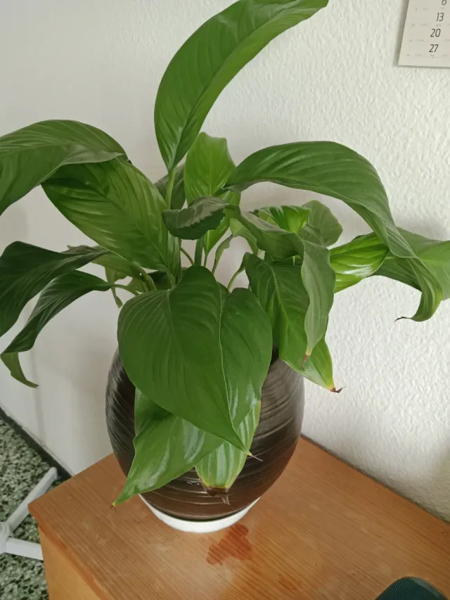 Maceta marrón con planta