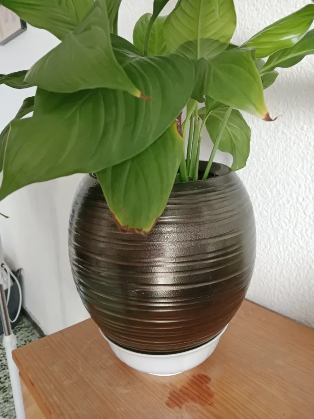 Maceta marrón con planta