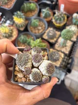 Sulcorebutia rauschii hs152