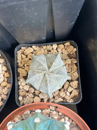 20 pz Astrophytum myriostigma mix cactus