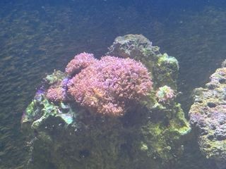 Acuario Marino Completo