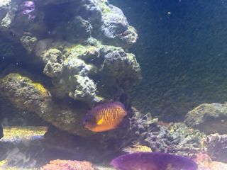 Acuario Marino Completo