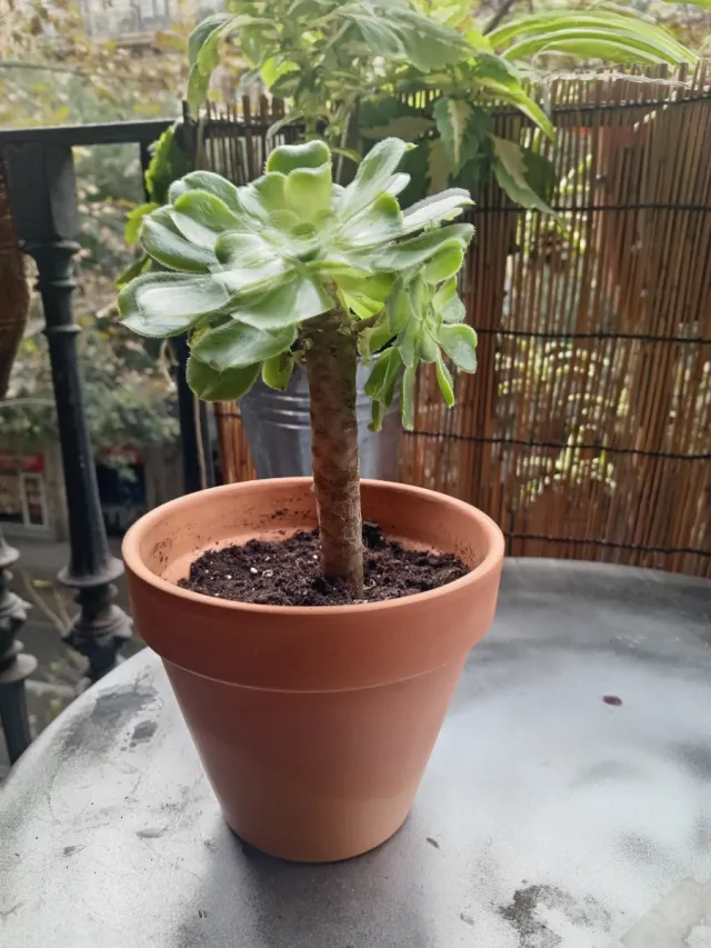 Suculenta en maceta de terracota