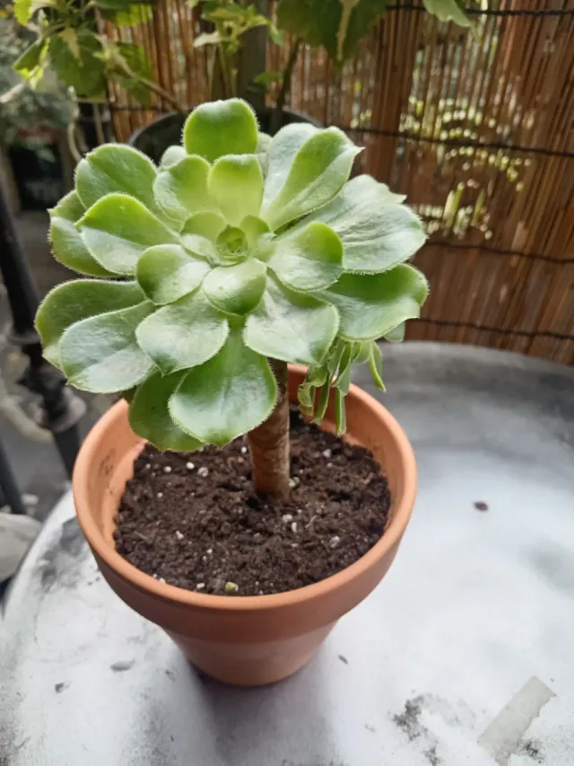 Suculenta en maceta de terracota