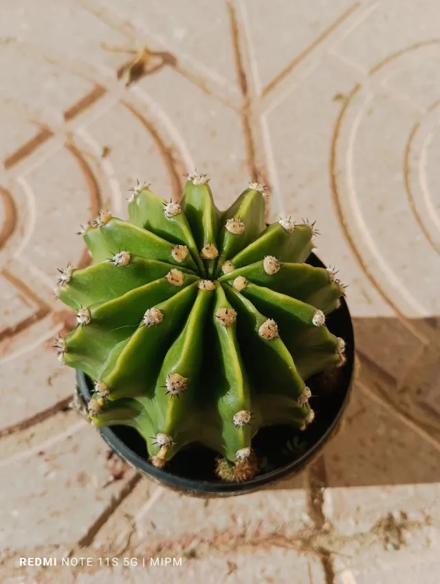 Echinopsis con hijuelos